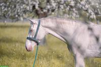 Super liebe Perlino Appaloosa x Lusitano Stute
