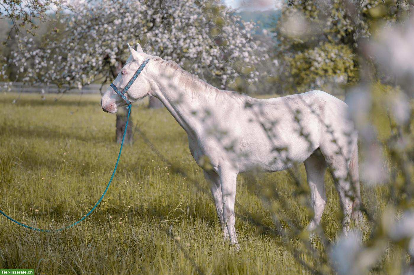 Bild 2: Super liebe Perlino Appaloosa x Lusitano Stute