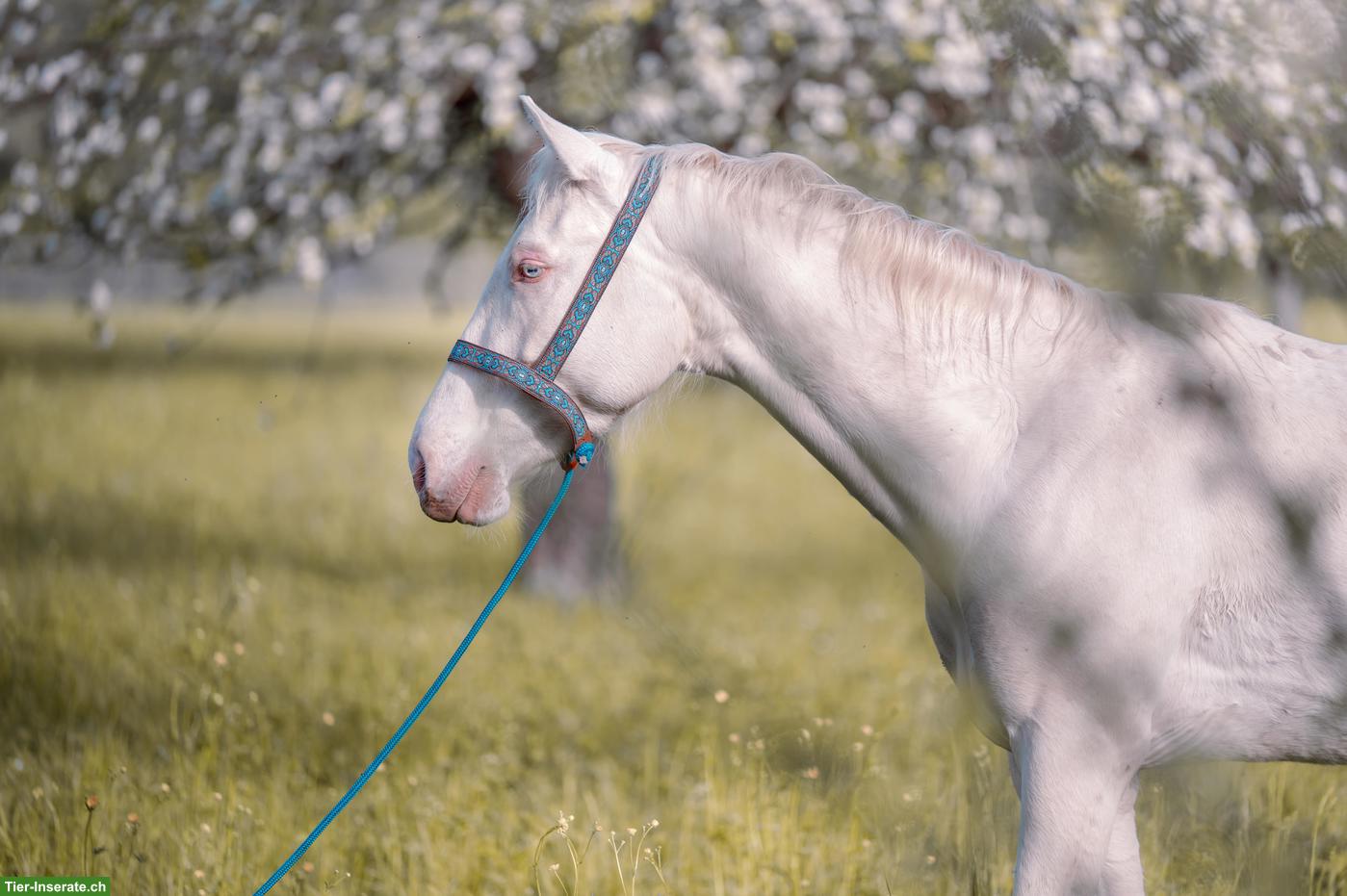 Bild 3: Super liebe Perlino Appaloosa x Lusitano Stute