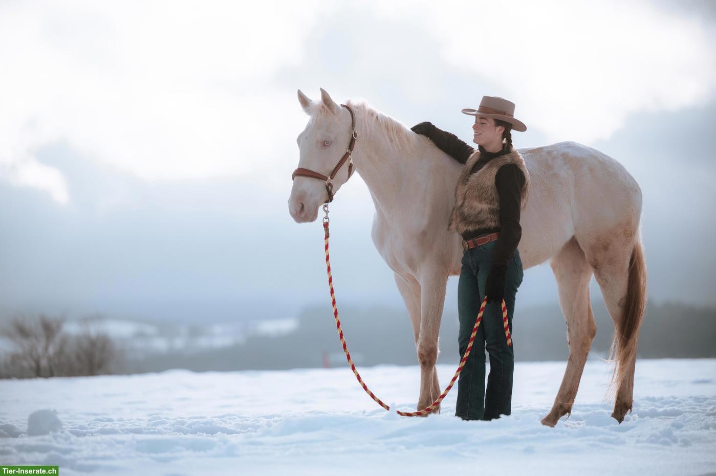Bild 4: Super liebe Perlino Appaloosa x Lusitano Stute