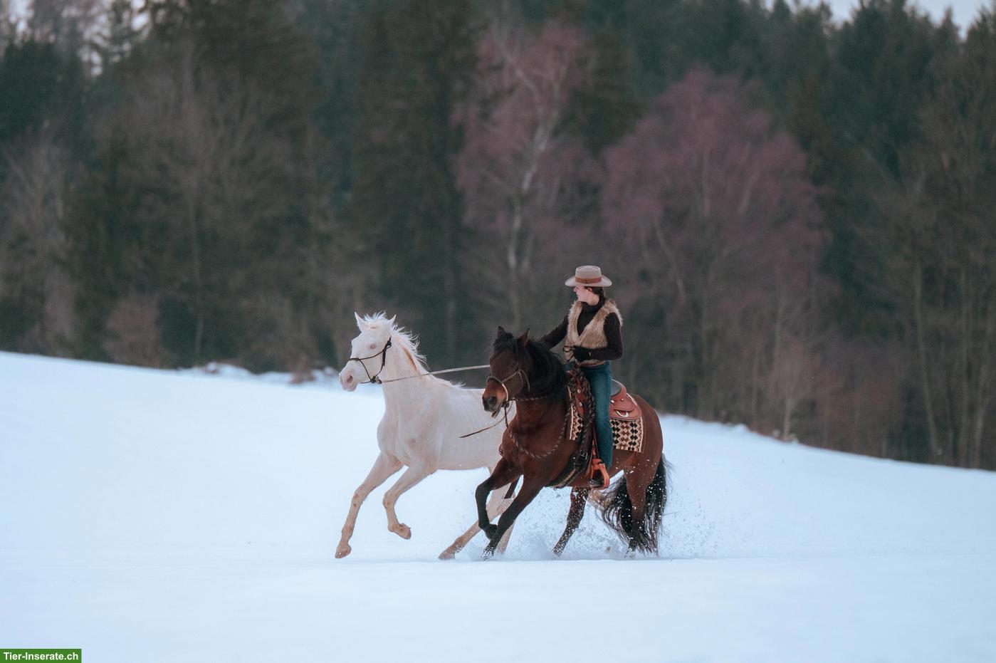 Bild 6: Super liebe Perlino Appaloosa x Lusitano Stute