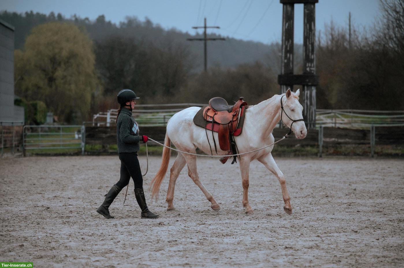 Bild 7: Super liebe Perlino Appaloosa x Lusitano Stute
