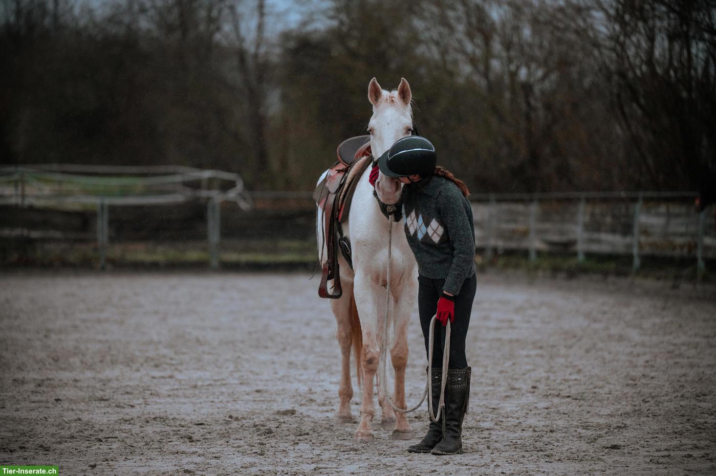 Bild 8: Super liebe Perlino Appaloosa x Lusitano Stute