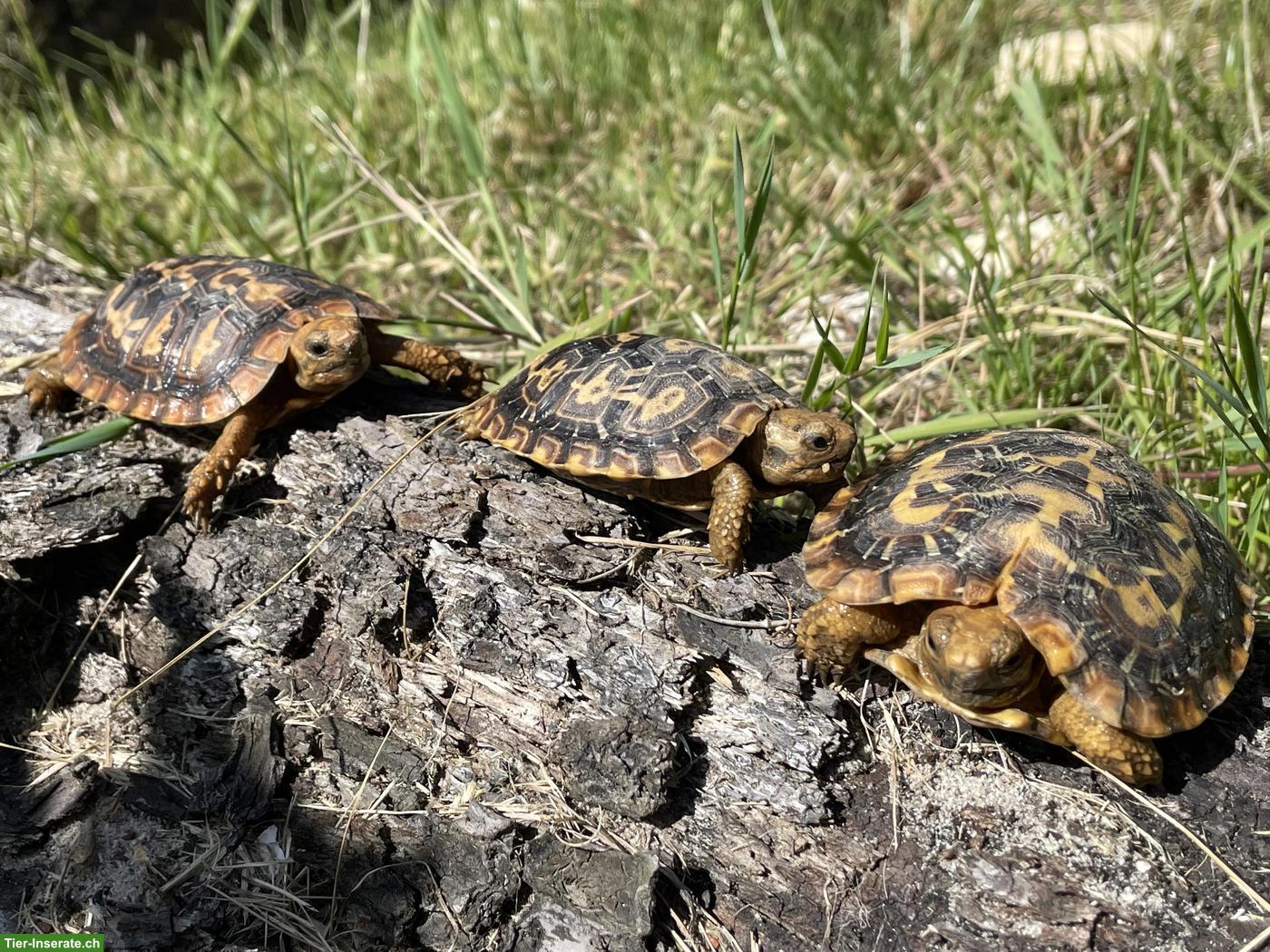 0.0.3 Spaltenschildkröte (Malacochersus tornieri) NZ 2025