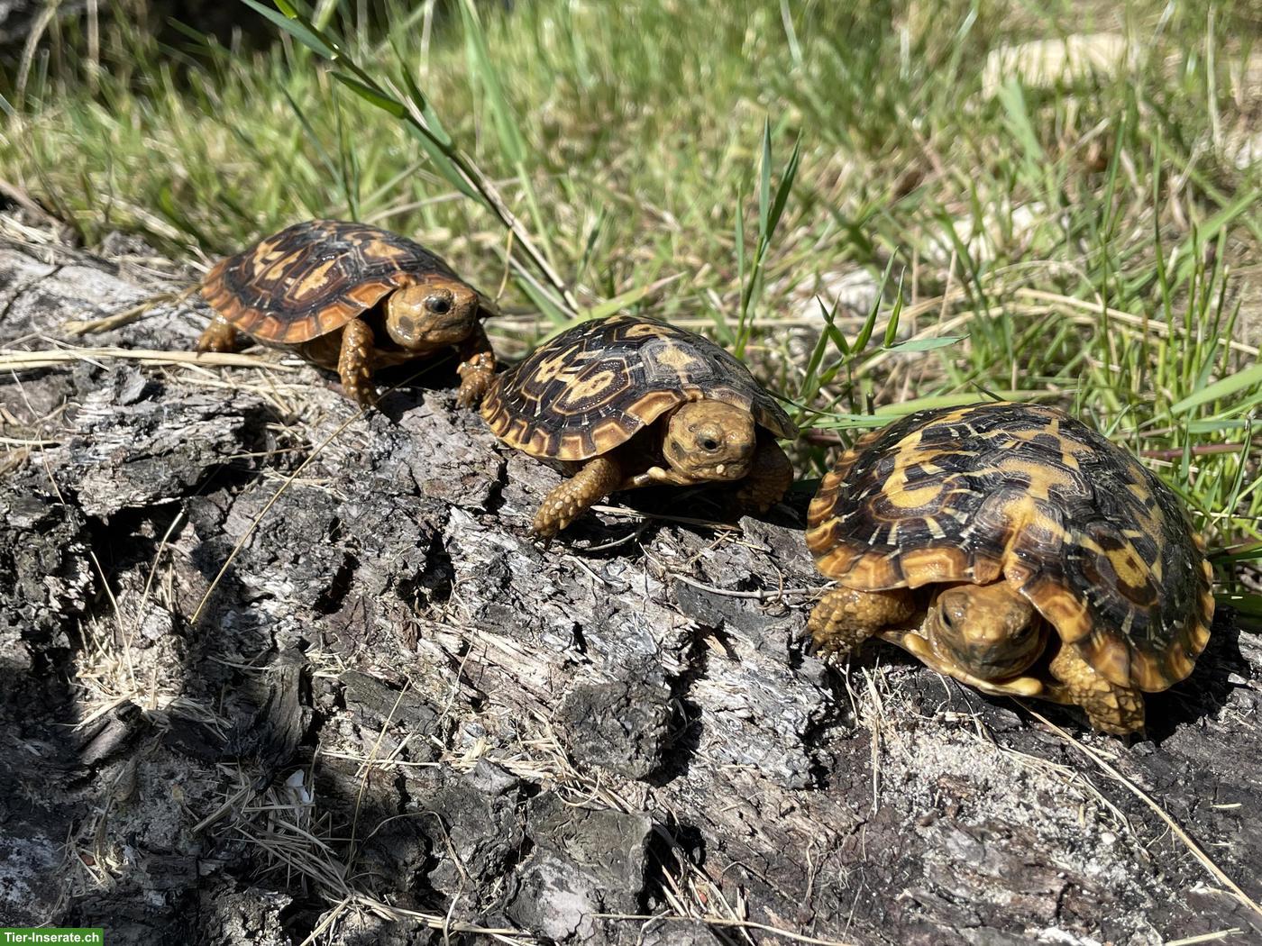 Bild 2: 0.0.3 Spaltenschildkröte (Malacochersus tornieri) NZ 2025