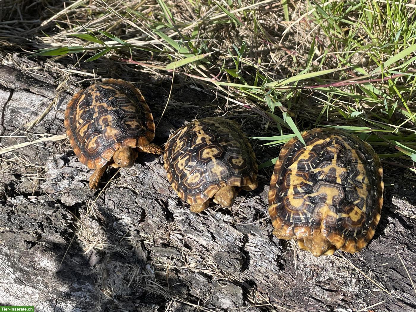 Bild 3: 0.0.3 Spaltenschildkröte (Malacochersus tornieri) NZ 2025