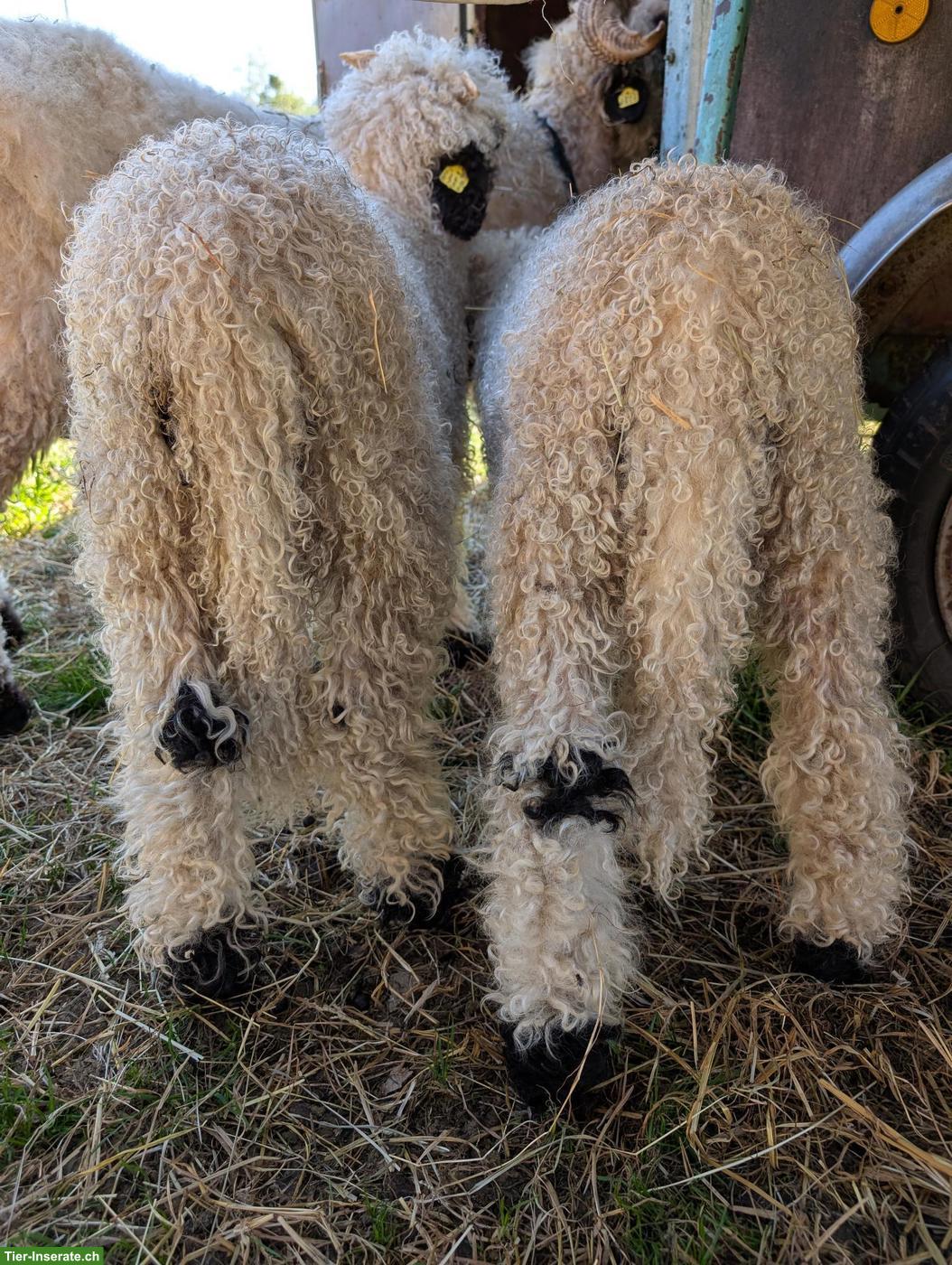 Bild 2: Walliser Schwarznasenschaf: weibliche Jungtiere aus Biobetrieb