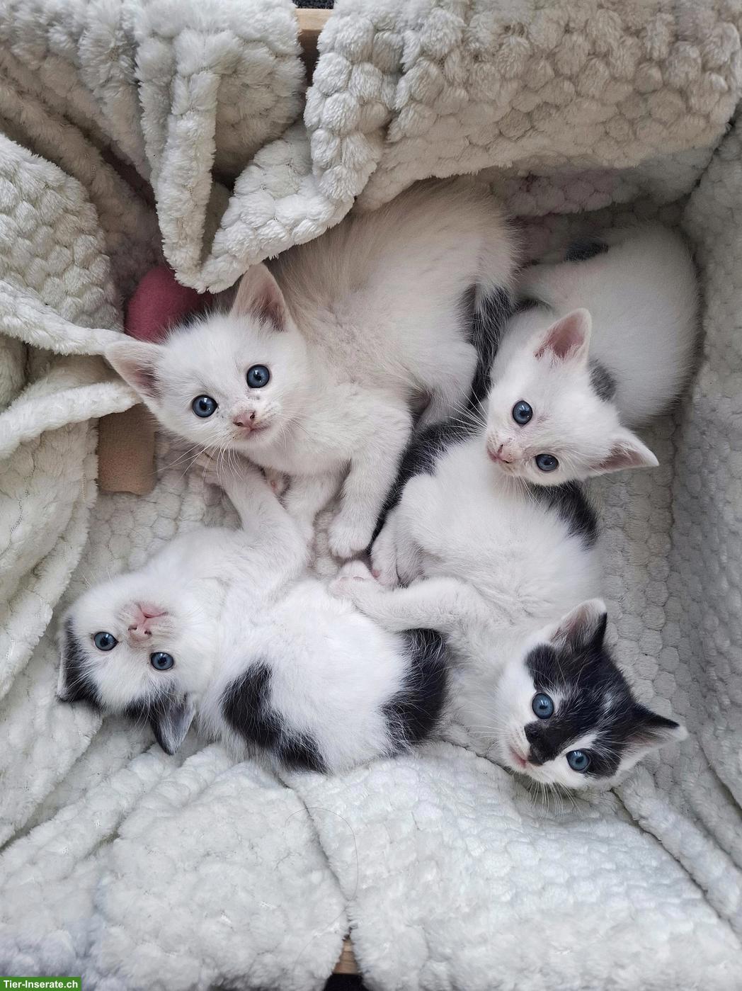 4 junge weisse Kätzchen, 1/2 Ragdoll x Birma