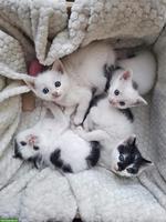4 junge weisse Kätzchen, 1/2 Ragdoll x Birma