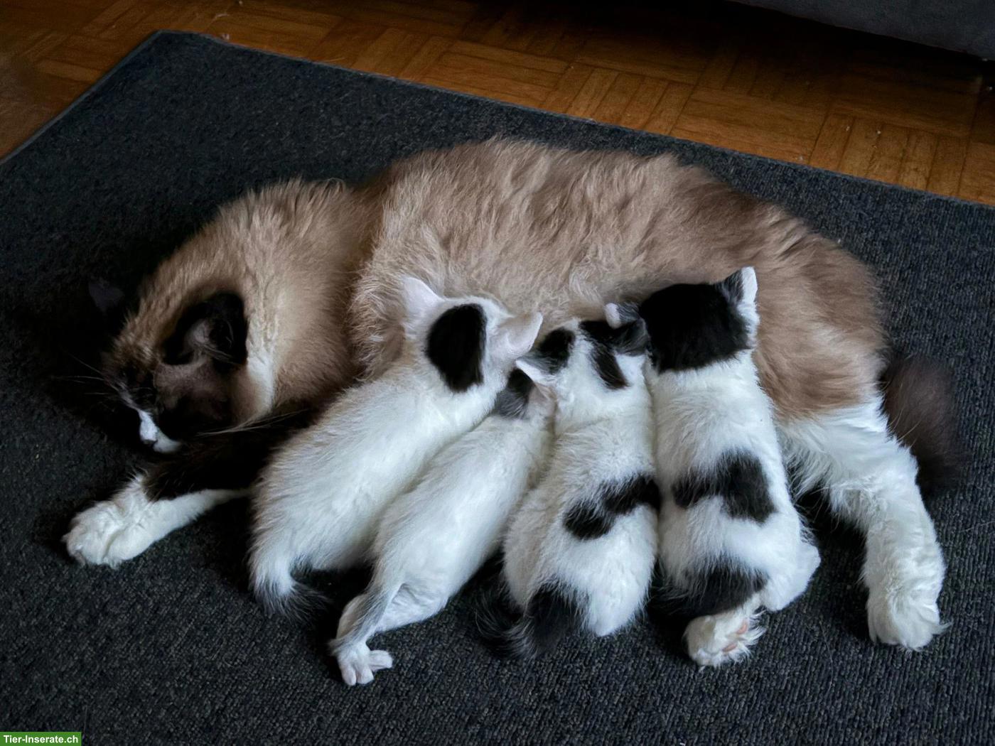 Bild 2: 4 junge weisse Kätzchen, 1/2 Ragdoll x Birma