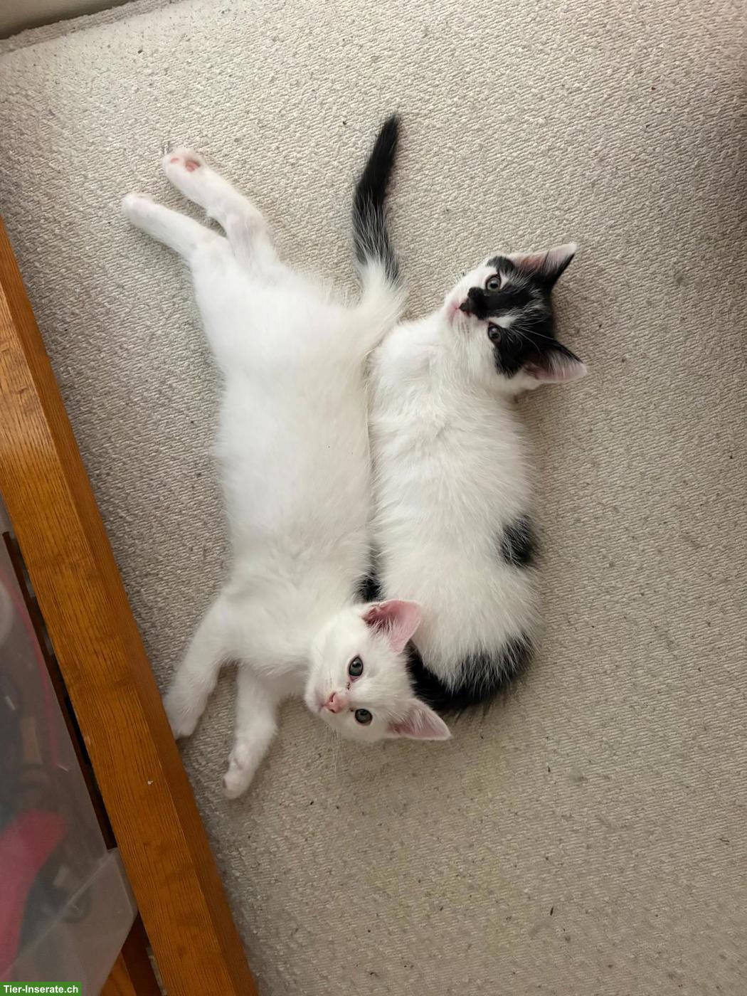 Bild 3: 4 junge weisse Kätzchen, 1/2 Ragdoll x Birma