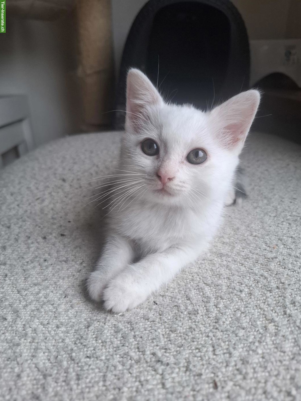 Bild 5: 4 junge weisse Kätzchen, 1/2 Ragdoll x Birma