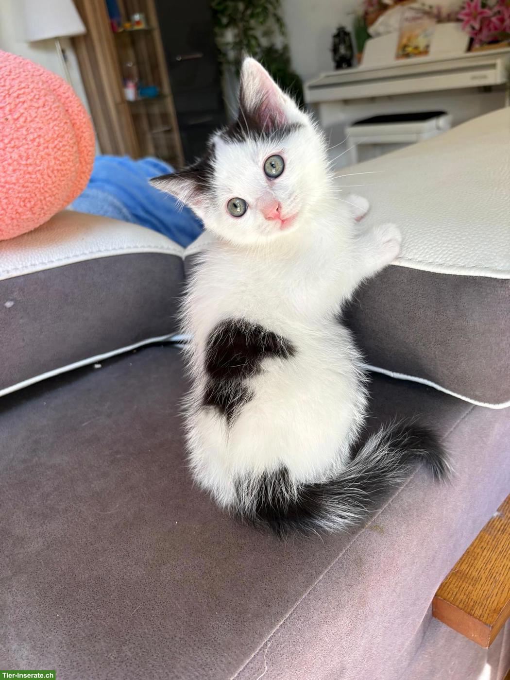 Bild 6: 4 junge weisse Kätzchen, 1/2 Ragdoll x Birma