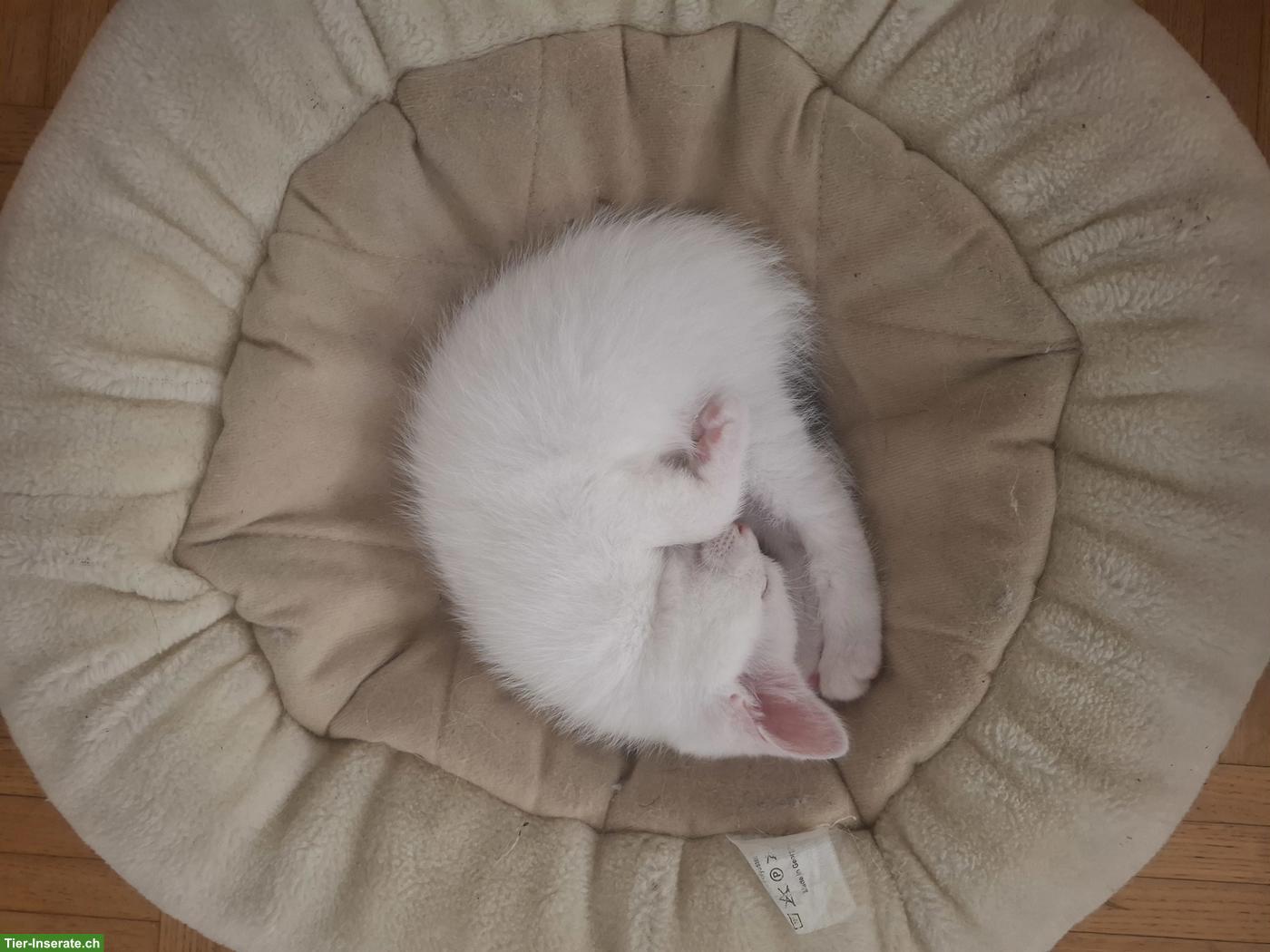 Bild 7: 4 junge weisse Kätzchen, 1/2 Ragdoll x Birma
