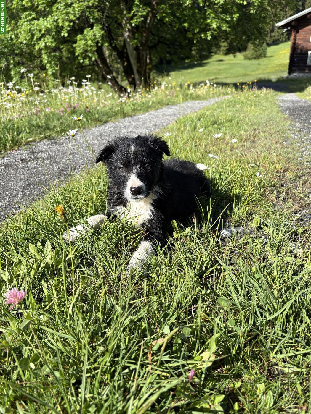 Border Collie Welpe, Rüde