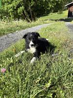 Border Collie Welpe, Rüde
