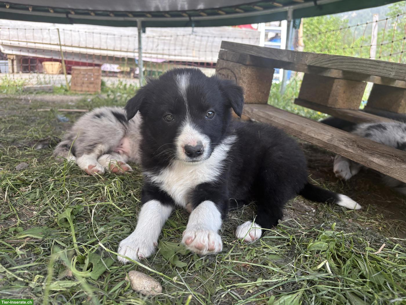 Bild 2: Border Collie Welpe, Rüde