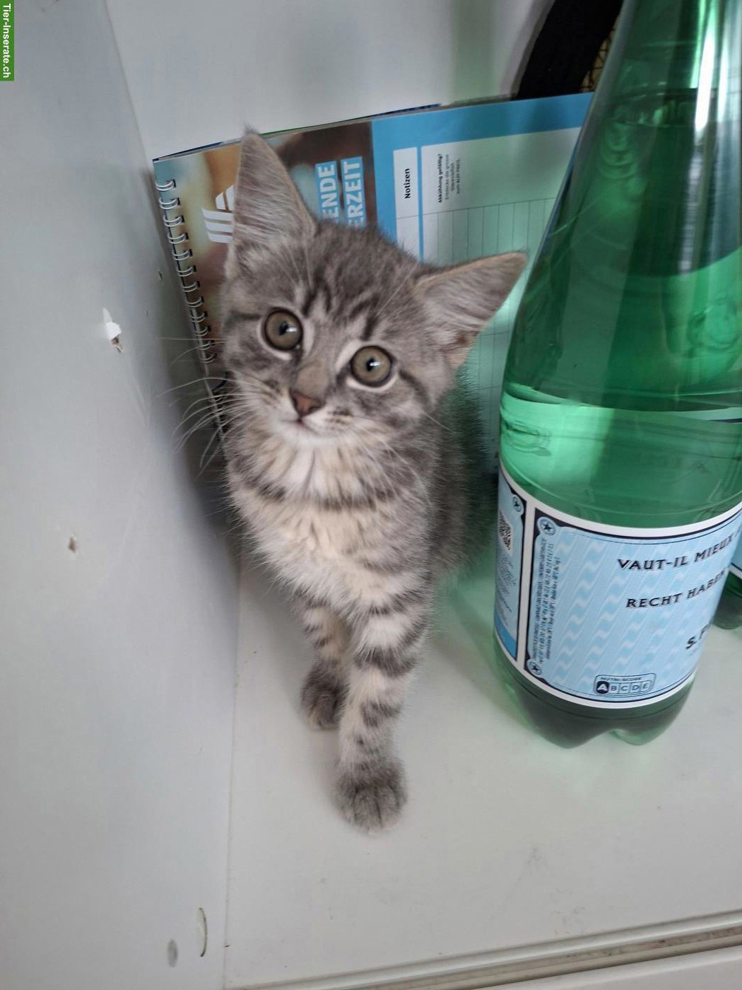 Süßes Kätzchen ❤️ 2,5 Monate sucht ein liebes Zuhause🏡