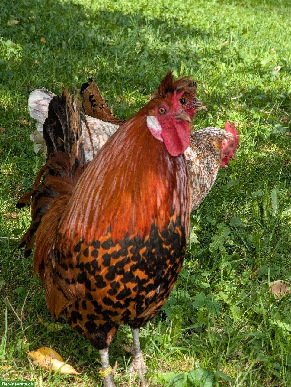 2 Appenzeller Spitzhauben Hühner & ein Hahn