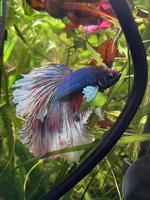 Betta Splendens / Halfmoon Jungtiere