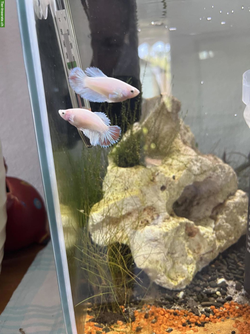 Bild 2: Betta Splendens / Halfmoon Jungtiere