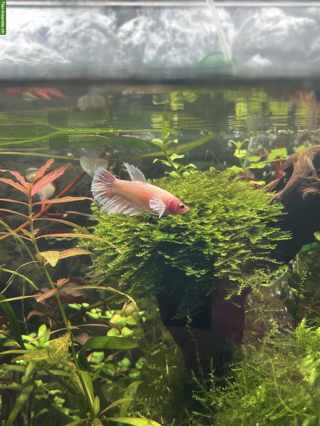 Bild 3: Betta Splendens / Halfmoon Jungtiere