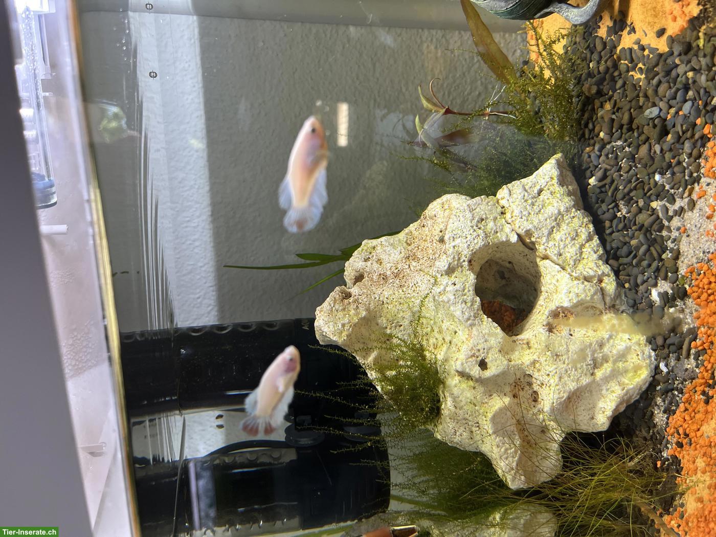 Bild 4: Betta Splendens / Halfmoon Jungtiere