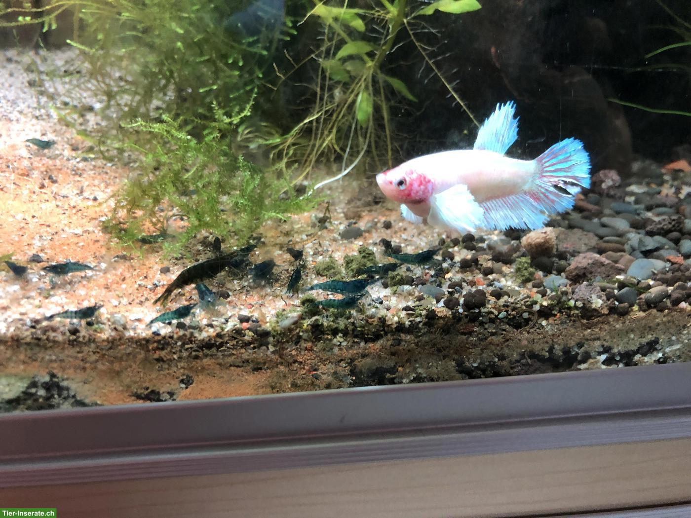 Bild 5: Betta Splendens / Halfmoon Jungtiere