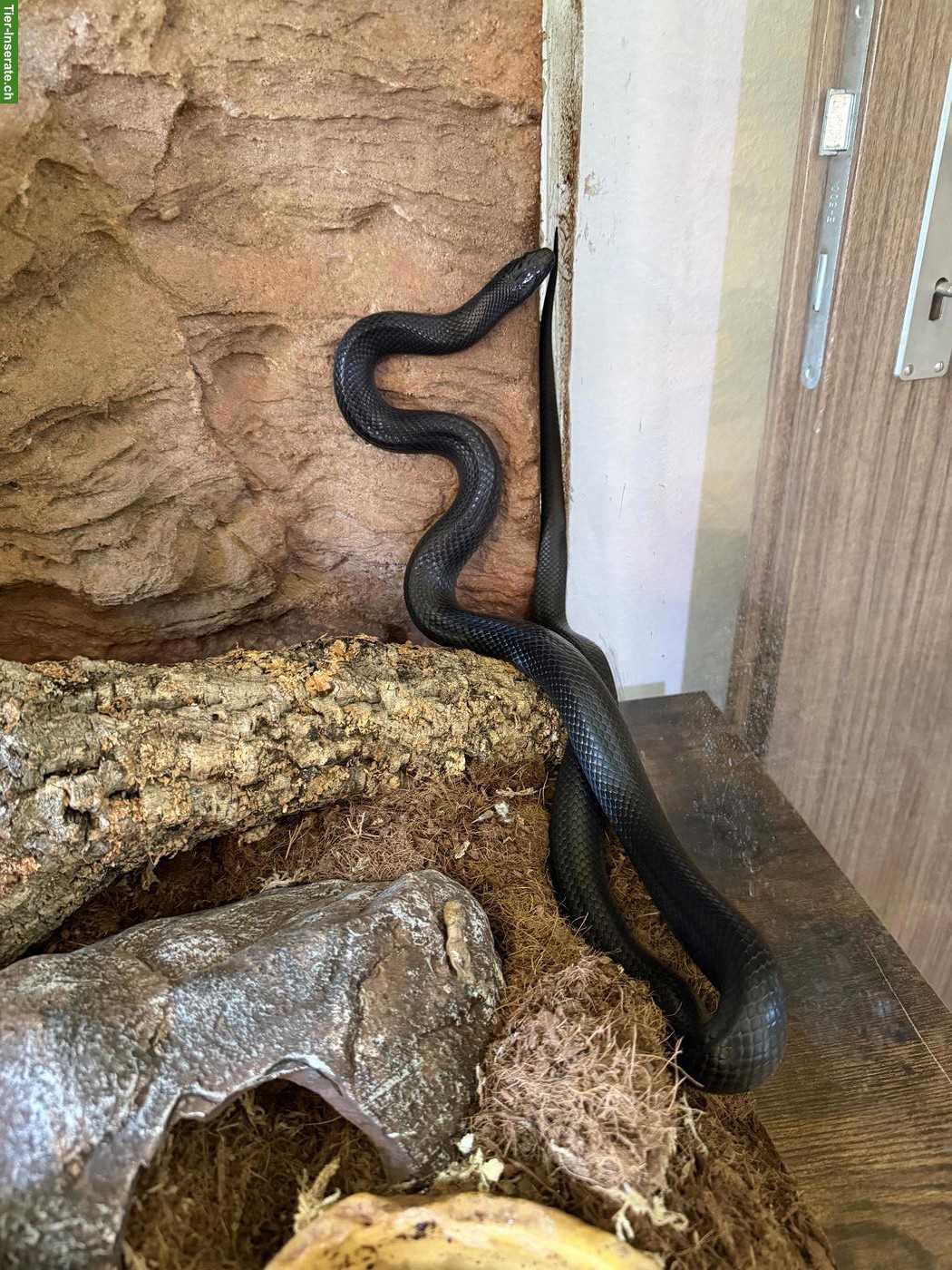 Schwarze Königsnatter, Lampropeltis getula nigrita