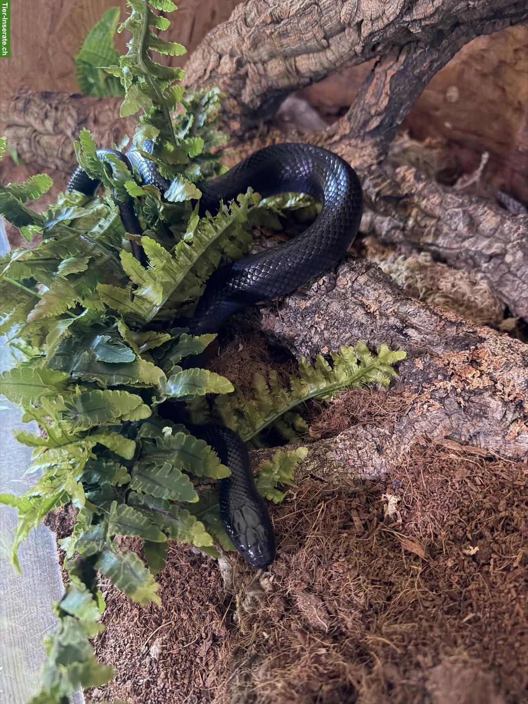 Bild 2: Schwarze Königsnatter, Lampropeltis getula nigrita