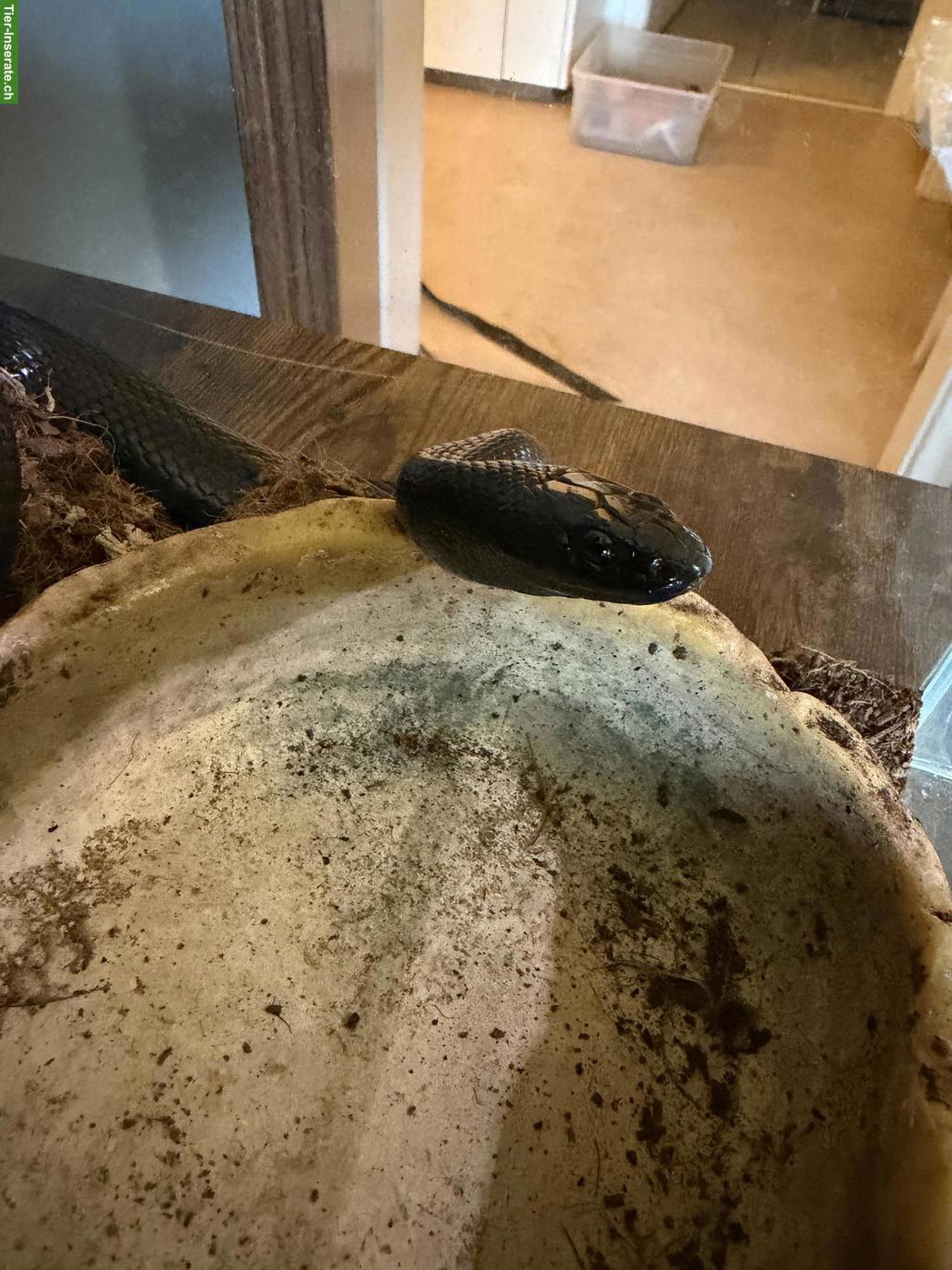 Bild 3: Schwarze Königsnatter, Lampropeltis getula nigrita