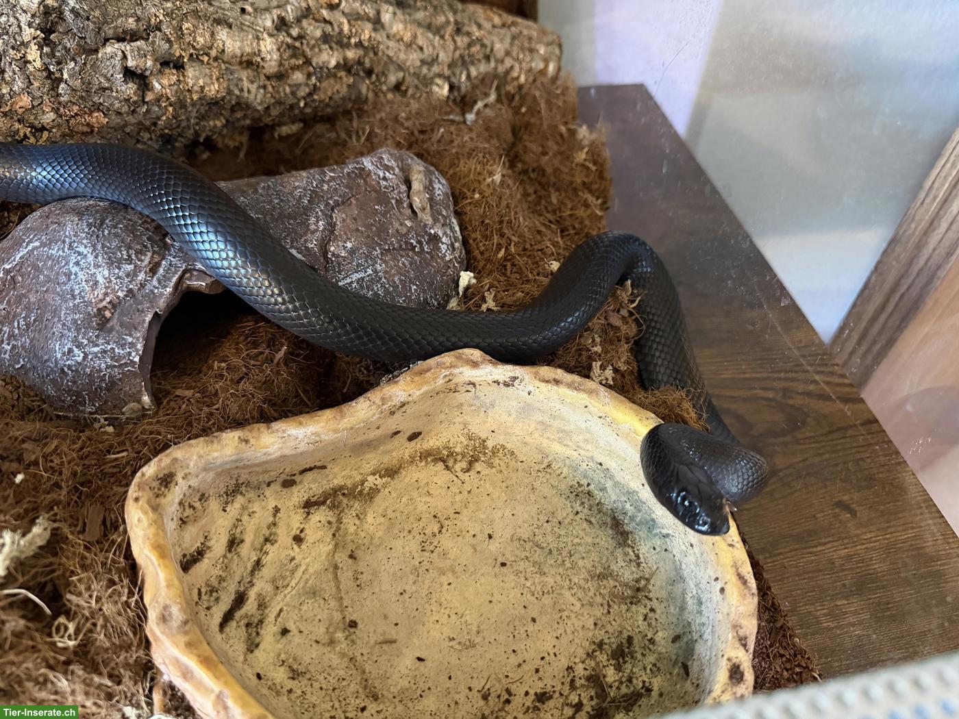 Bild 4: Schwarze Königsnatter, Lampropeltis getula nigrita