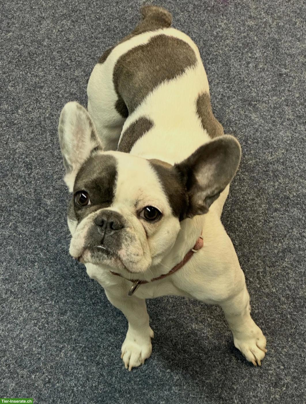 Liebe Französische Bulldogge Hündin sucht neues Zuhause