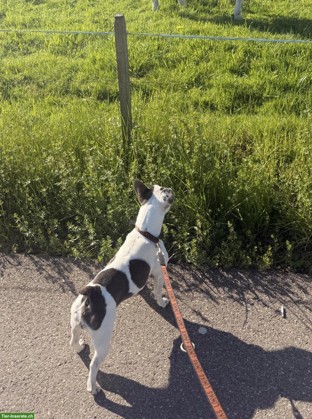 Bild 2: Liebe Französische Bulldogge Hündin sucht neues Zuhause