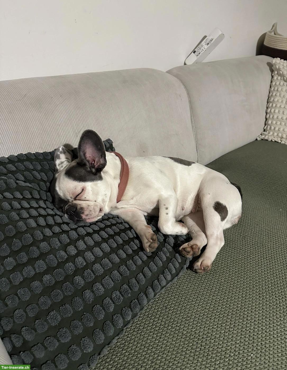 Bild 3: Liebe Französische Bulldogge Hündin sucht neues Zuhause