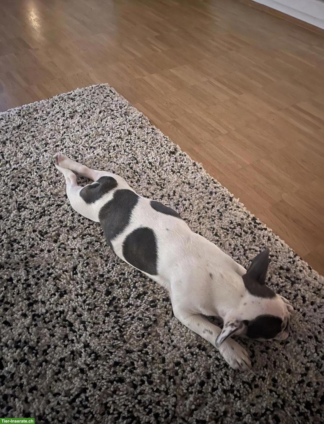 Bild 4: Liebe Französische Bulldogge Hündin sucht neues Zuhause