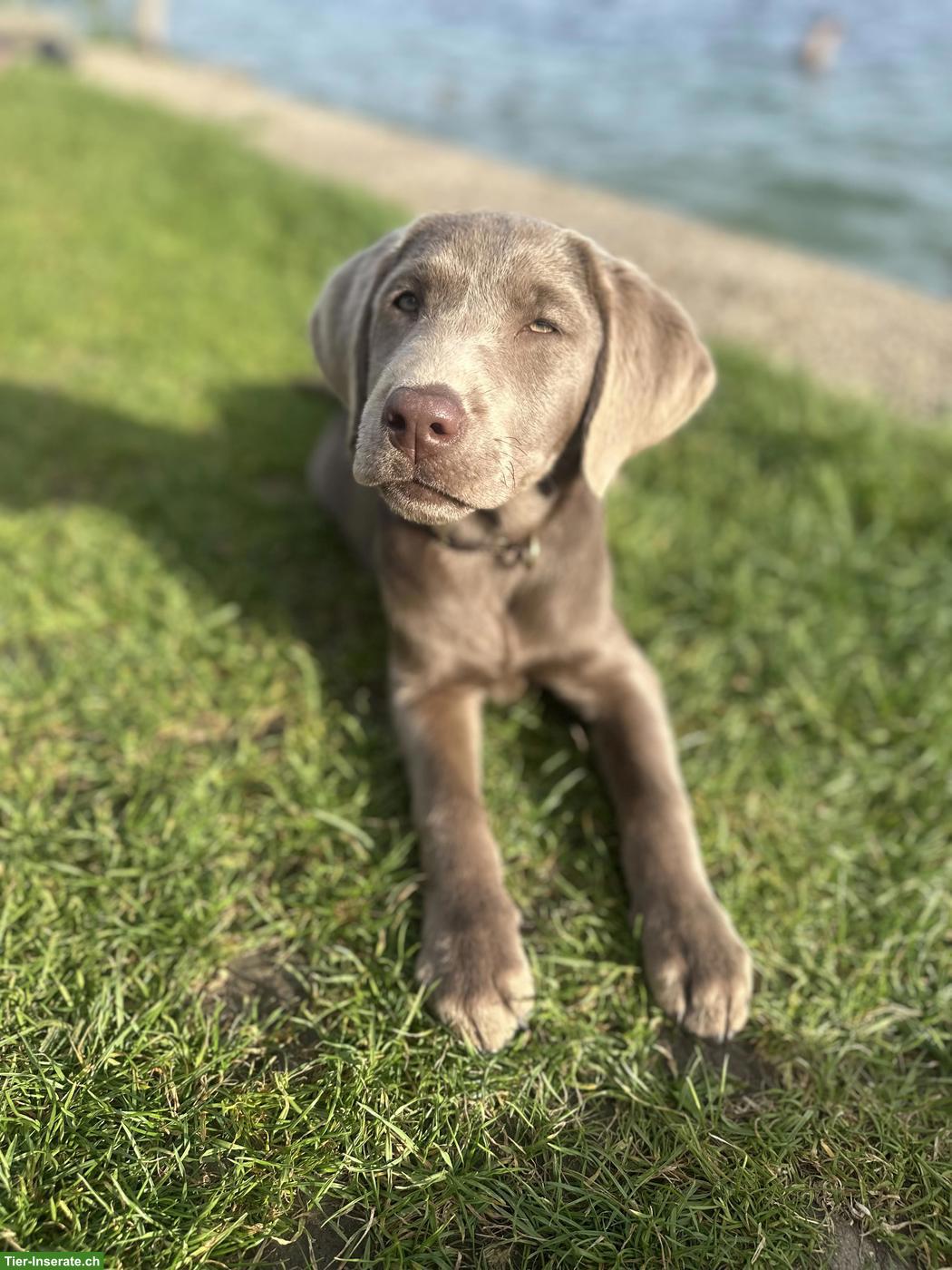 Labrador Welpe, Rüde aus familiärer Aufzucht