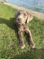 Labrador Welpe, Rüde aus familiärer Aufzucht