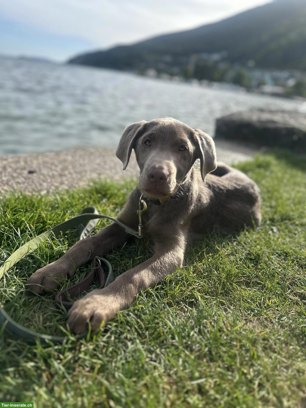 Bild 2: Labrador Welpe, Rüde aus familiärer Aufzucht