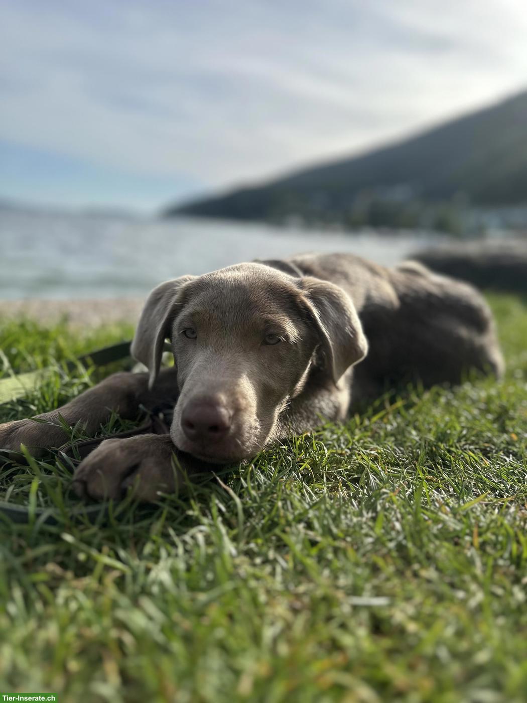 Bild 3: Labrador Welpe, Rüde aus familiärer Aufzucht