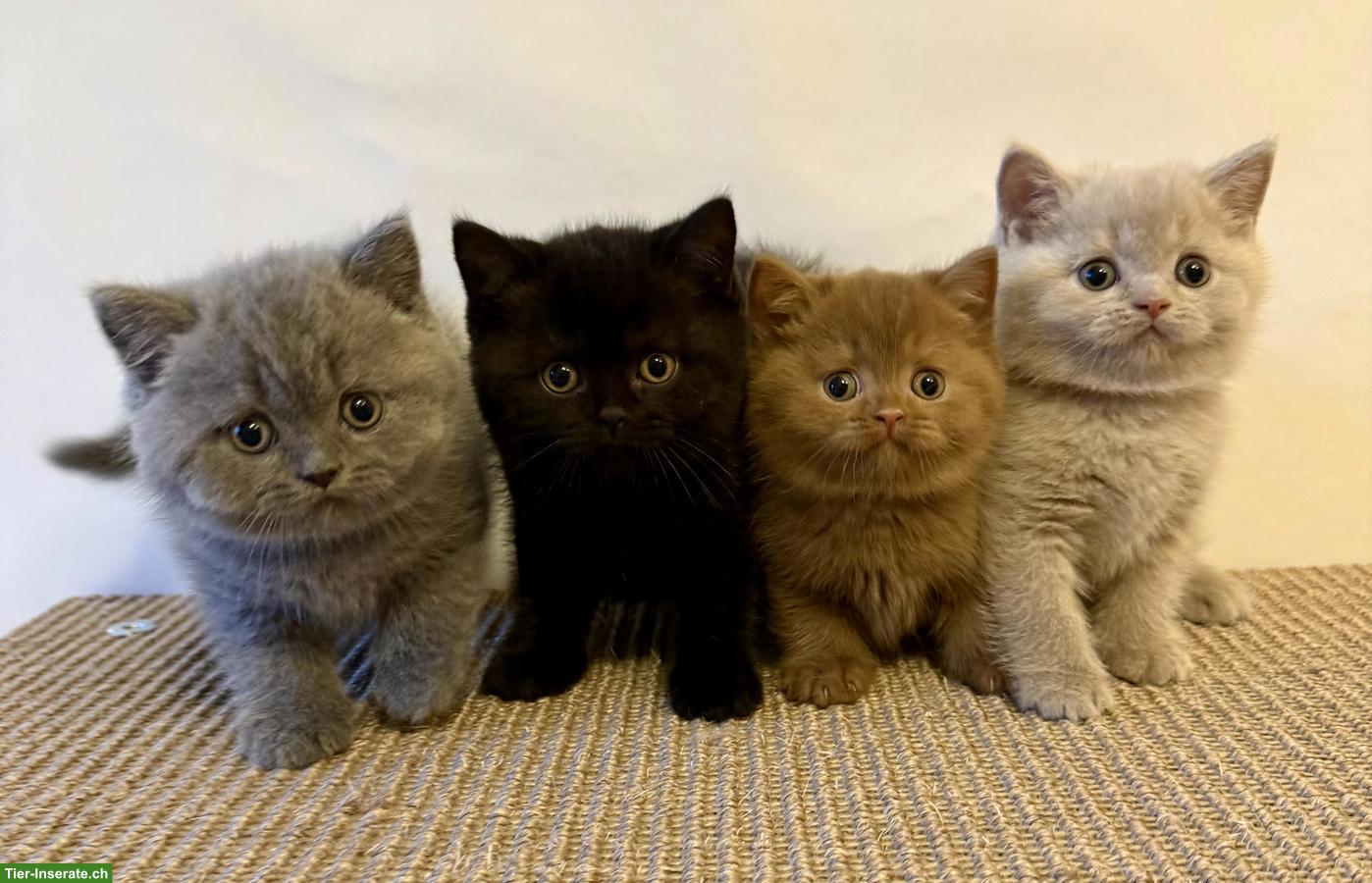 Reinrassige Britisch Kurzhaar Kitten mit Stammbaum