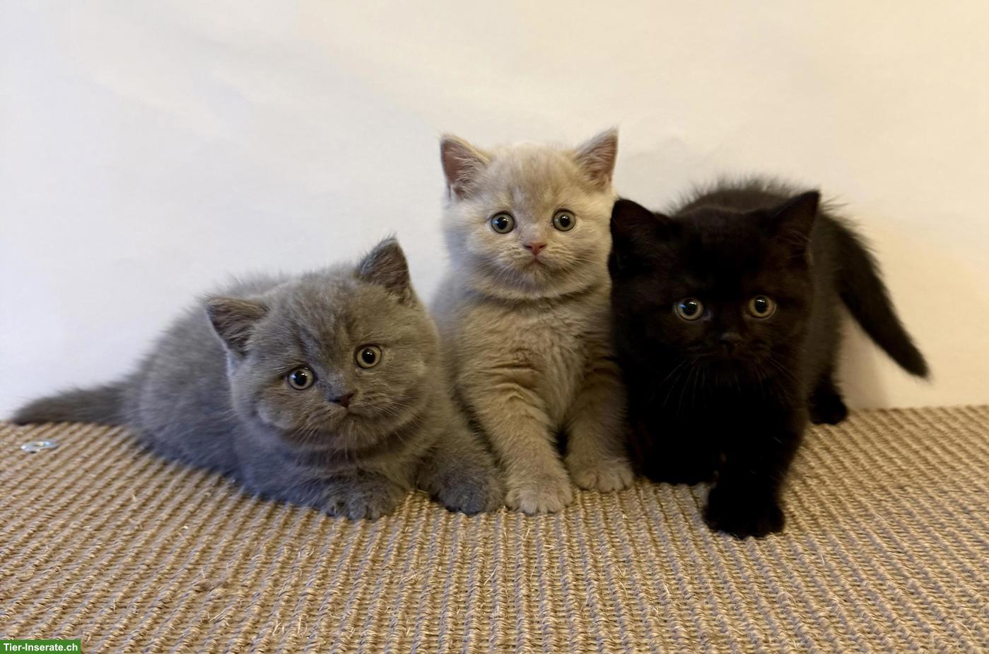 Bild 2: Reinrassige Britisch Kurzhaar Kitten mit Stammbaum