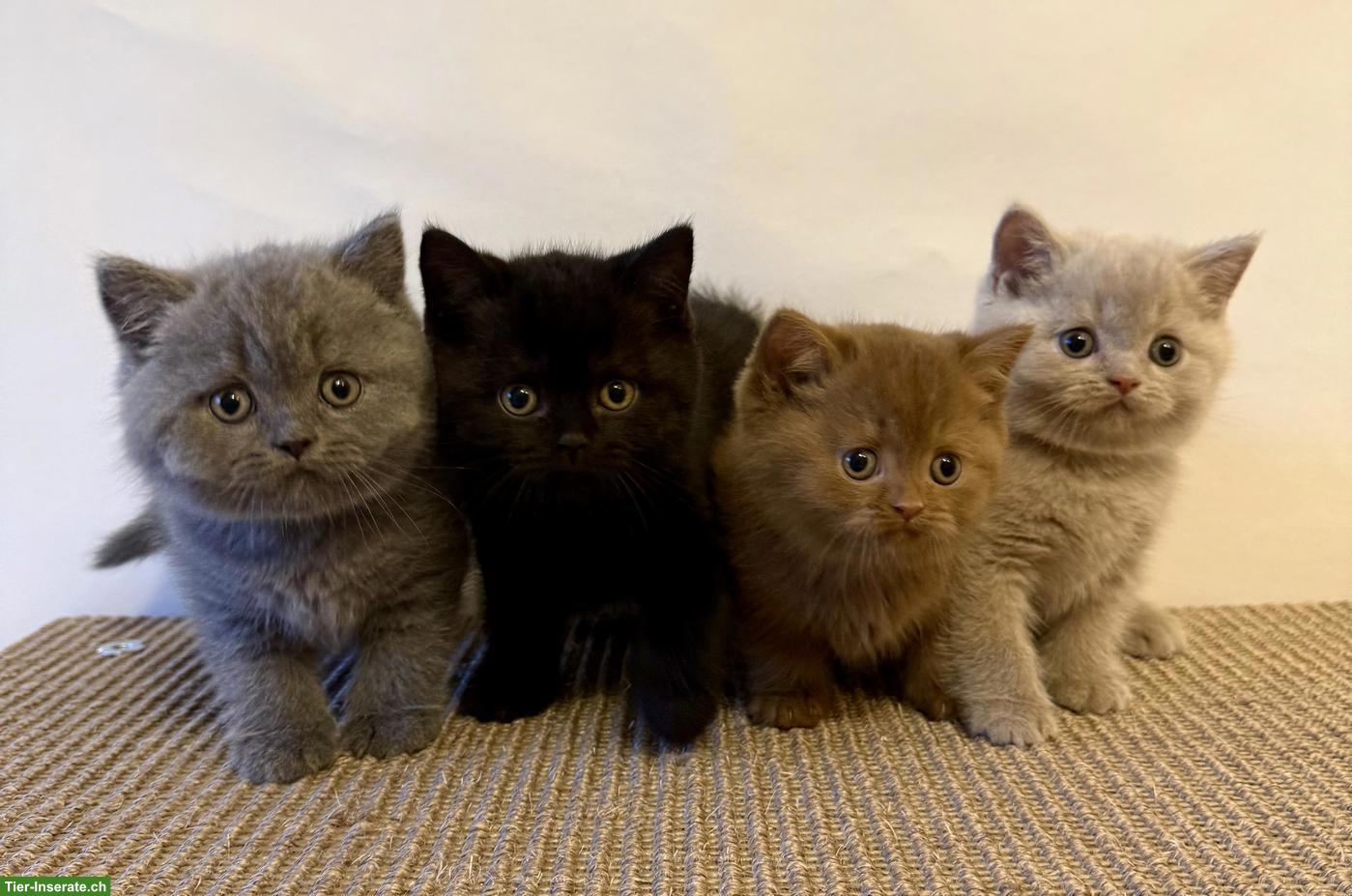 Bild 3: Reinrassige Britisch Kurzhaar Kitten mit Stammbaum