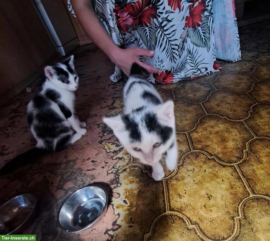 3 süsse Kätzchen Damen suchen bald ein neues Daheim