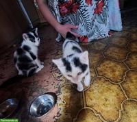 3 süsse Kätzchen Damen suchen bald ein neues Daheim