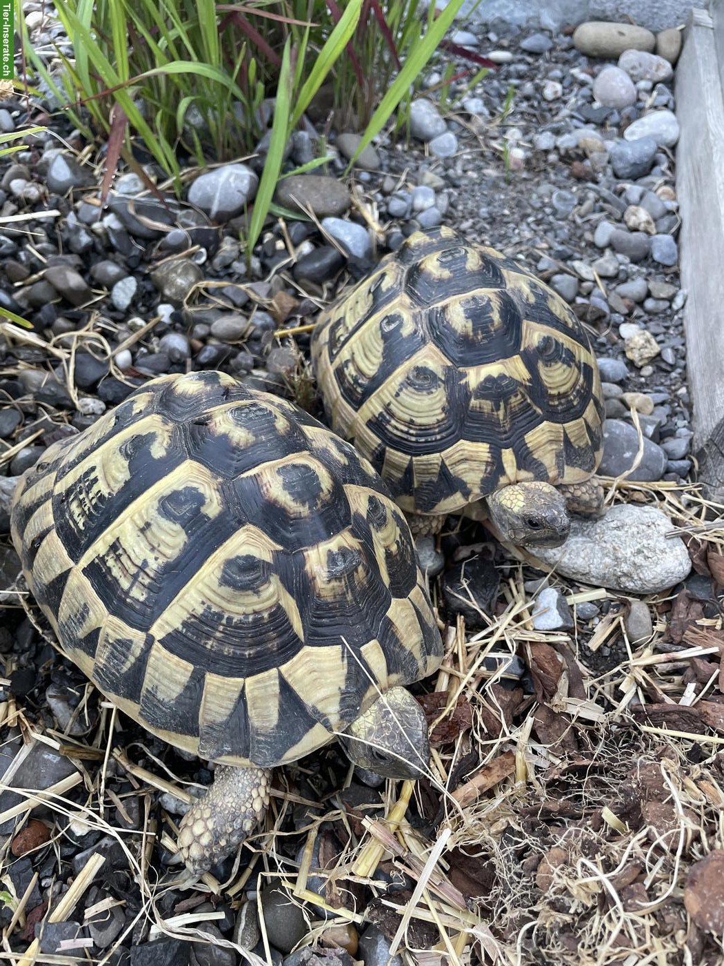 2 weibliche Griechische Landschildkröten, Jg. 2009