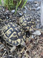 2 weibliche Griechische Landschildkröten, Jg. 2009