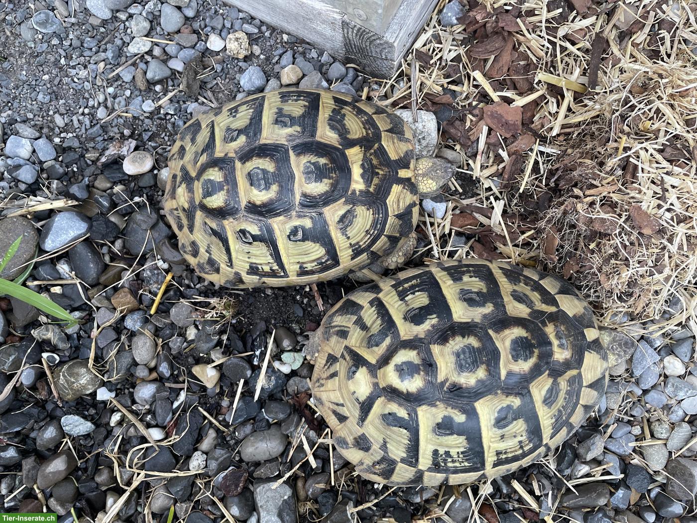 Bild 2: 2 weibliche Griechische Landschildkröten, Jg. 2009