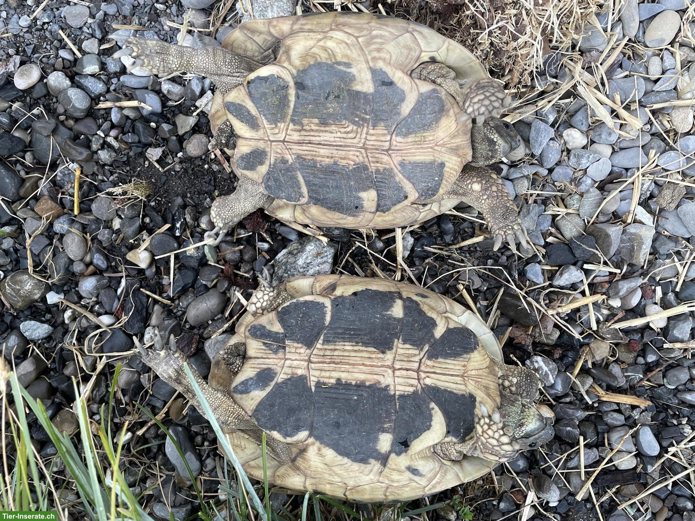 Bild 3: 2 weibliche Griechische Landschildkröten, Jg. 2009