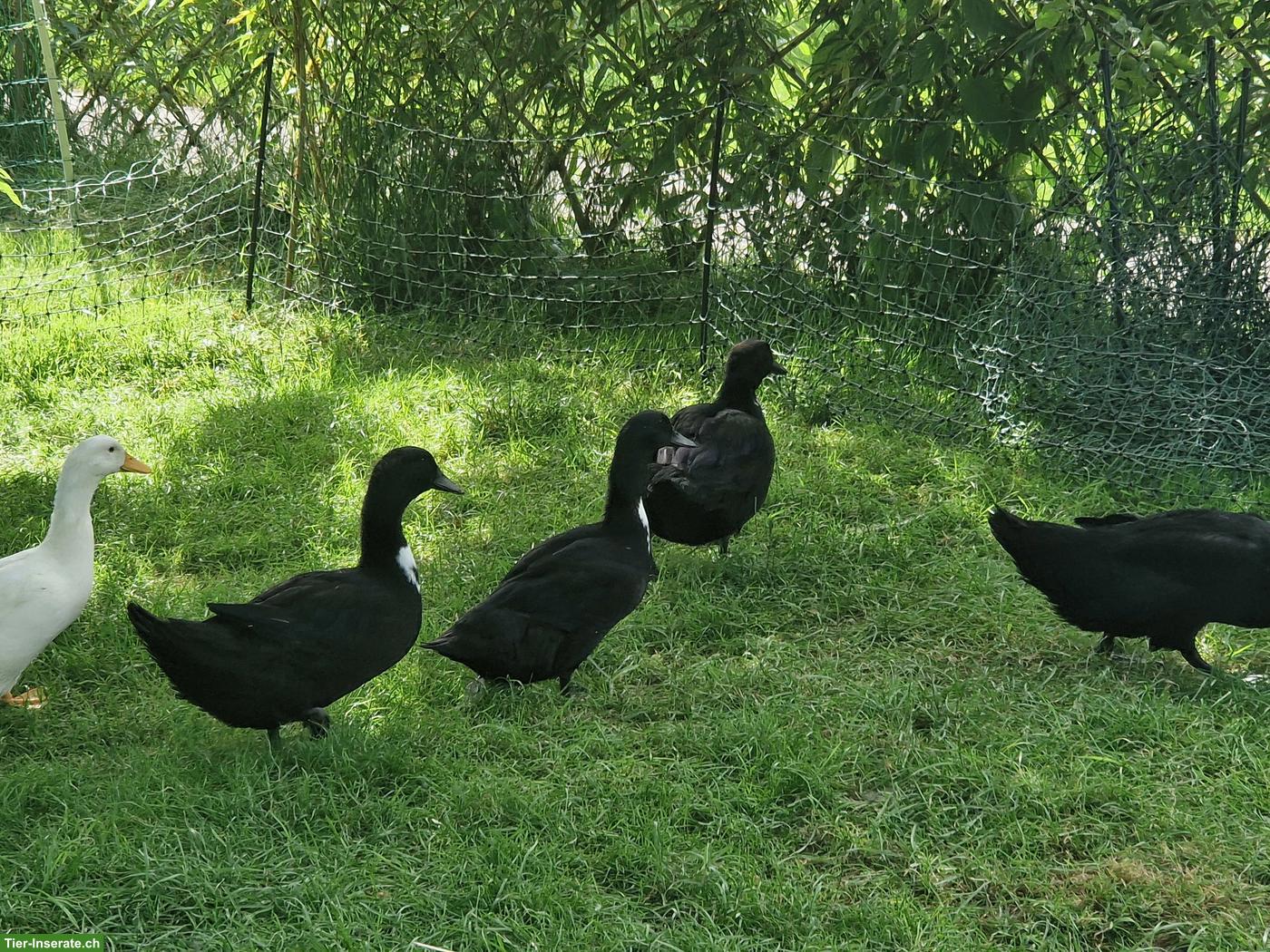 Junge Pommernenten, Erpel & Enten